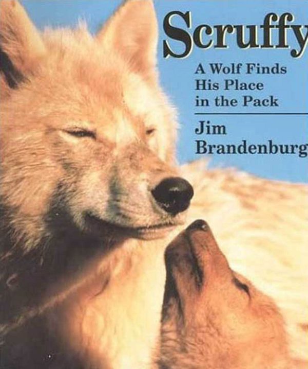 Scruffy: A Wolf Finds His Place in the Pack Brandenburg, Jim and Guernsey, JoAnn B.