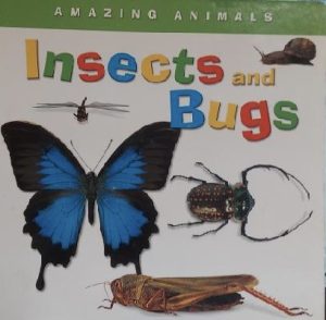 Insects and Bugs Board Book