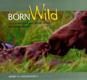 Born Wild in Yellowstone and Grand Teton National Parks Holdsworth, Henry H.