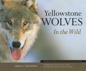 Yellowstone Wolves in the Wild [Paperback] Halfpenny, James C