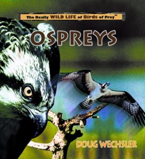Ospreys (Really Wild Life of Birds of Prey) [Library Binding] Wechsler, Doug