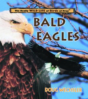 Bald Eagles (Really Wild Life of Birds of Prey) Wechsler, Doug