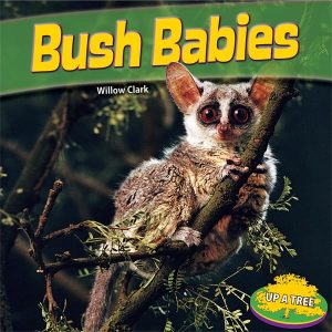 Bush Babies (Up a Tree) [Library Binding] Clark, Willow