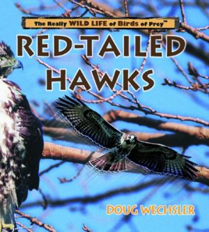 Red-Tailed Hawks (Really Wild Life of Birds of Prey) Wechsler, Doug