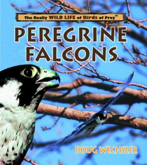 Peregrine Falcons (Really Wild Life of Birds of Prey) Wechsler, Doug