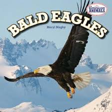 Bald Eagles (American Animals) [Library Binding] Magby, Meryl