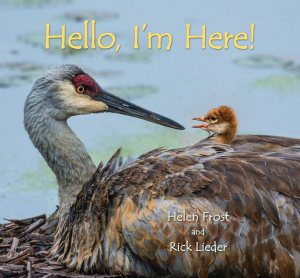 Hello, I'm Here! (Step Gently, Look Closely) [Hardcover] Frost, Helen and Lieder, Rick